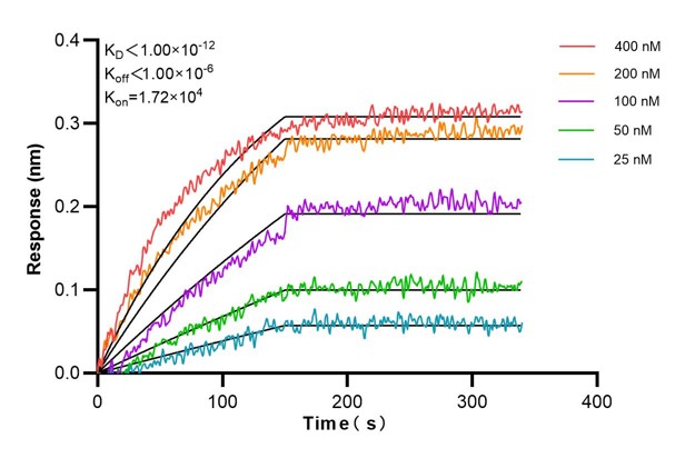 Affinity and Kinetic Characterization of 60738-5-Ig
