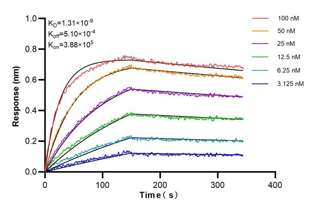 Affinity and Kinetic Characterization of 60753-1-PBS