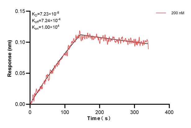 Biolayer interferometry (BLl) kinetic assays of <a class='green' href='/productredirect?CatalogNo=60756-1-Ig' target='_blank'>60756-1-Ig</a> against Human NUCB2 were performed. The affinity constant is 72.3 nM. Affinity and Kinetic Characterization of 60756-1-PBS