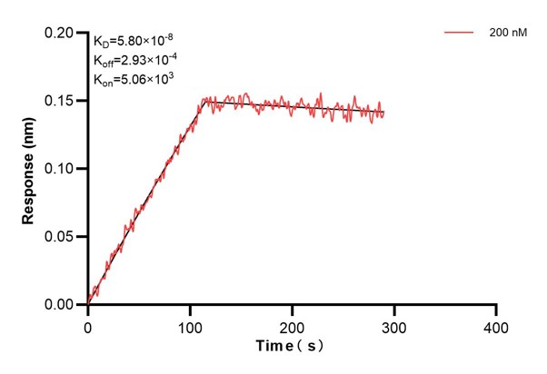 Biolayer interferometry (BLl) kinetic assays of <a class='green' href='/productredirect?CatalogNo=60756-3-Ig' target='_blank'>60756-3-Ig</a> against Human NUCB2 were performed. The affinity constant is 58.0 nM. Affinity and Kinetic Characterization of 60756-3-PBS