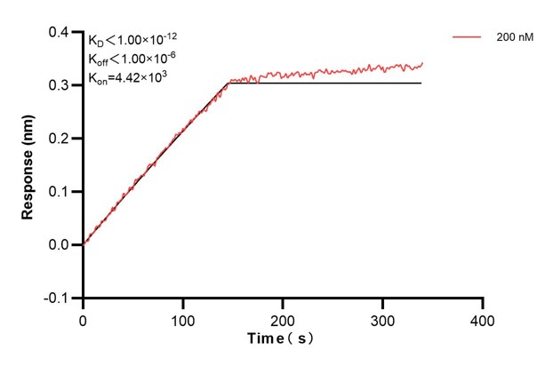 Biolayer interferometry (BLl) kinetic assays of <a class='green' href='/productredirect?CatalogNo=60756-5-Ig' target='_blank'>60756-5-Ig</a> against Human NUCB2 were performed. The affinity constant is below 1 pM. Affinity and Kinetic Characterization of 60756-5-PBS