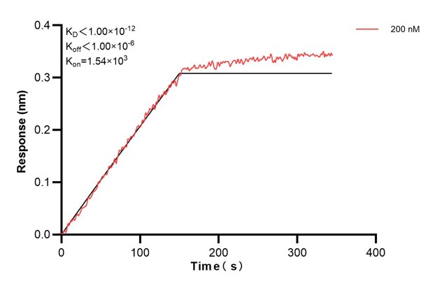 Biolayer interferometry (BLl) kinetic assays of <a class='green' href='/productredirect?CatalogNo=60774-2-Ig' target='_blank'>60774-2-Ig</a> against Human SMARCA2 were performed. The affinity constant is below 1 pM. Affinity and Kinetic Characterization of 60774-2-PBS