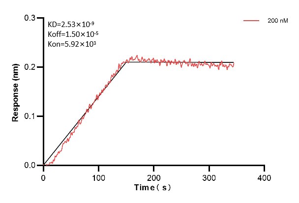 Biolayer interferometry (BLl) kinetic assays of <a class='green' href='/productredirect?CatalogNo=60774-3-Ig' target='_blank'>60774-3-Ig</a> against Human SMARCA2 were performed. The affinity constant is 2.53 nM. Affinity and Kinetic Characterization of 60774-3-PBS