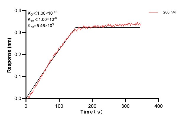 Biolayer interferometry (BLl) kinetic assays of <a class='green' href='/productredirect?CatalogNo=60774-6-Ig' target='_blank'>60774-6-Ig</a> against Human SMARCA2 were performed. The affinity constant is below 1 pM. Affinity and Kinetic Characterization of 60774-6-PBS