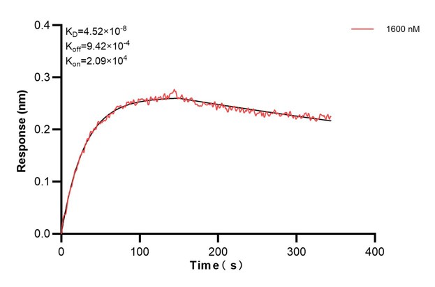 Biolayer interferometry (BLl) kinetic assay of <a class='green' href='/productredirect?CatalogNo=60795-2-Ig' target='_blank'>60795-2-Ig</a> against Human Plakophilin 2 was performed. The affinity constant is 45.2 nM.. Affinity and Kinetic Characterization of 60795-2-PBS