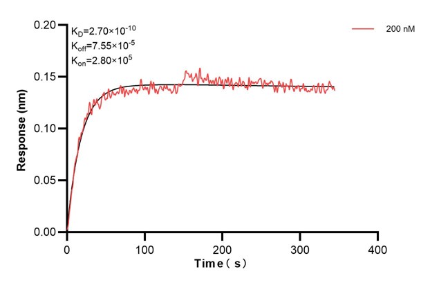 Biolayer interferometry (BLl) kinetic assay of <a class='green' href='/productredirect?CatalogNo=60798-1-Ig' target='_blank'>60798-1-Ig</a> against Human KRT10 was performed. The affinity constant is 0.27 nM.. Affinity and Kinetic Characterization of 60798-1-PBS