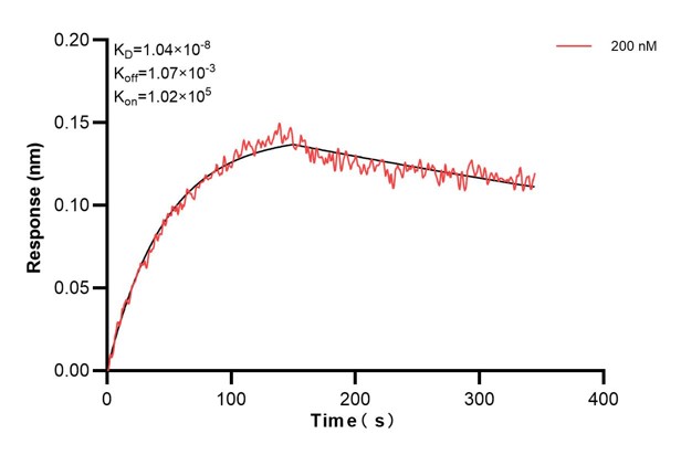 Biolayer interferometry (BLl) kinetic assay of <a class='green' href='/productredirect?CatalogNo=60798-3-Ig' target='_blank'>60798-3-Ig</a> against Human KRT10 was performed. The affinity constant is 10.4 nM.. Affinity and Kinetic Characterization of 60798-3-PBS