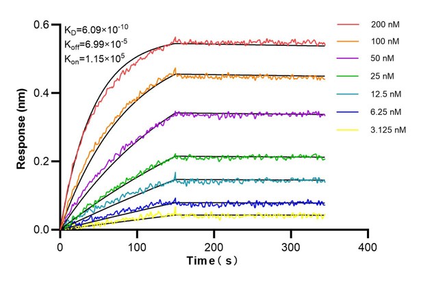 Affinity and Kinetic Characterization of 60801-1-PBS
