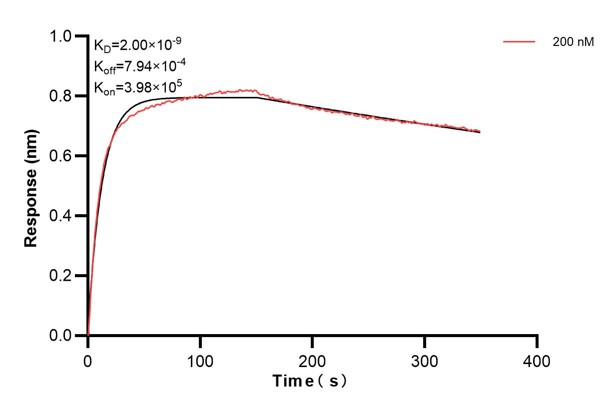 Affinity and Kinetic Characterization of 60813-1-PBS Affinity and Kinetic Characterization of 60813-1-PBS