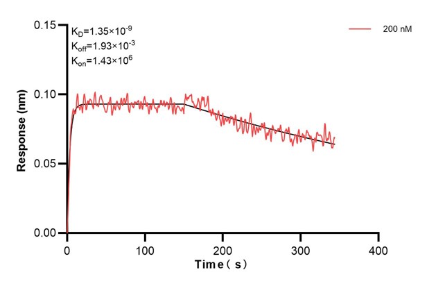 Biolayer interferometry (BLl) kinetic assay of <a class='green' href='/productredirect?CatalogNo=60818-1-Ig' target='_blank'>60818-1-Ig</a> against Human TULP2 was performed. The affinity constant is 1.35 nM.. Affinity and Kinetic Characterization of 60818-1-PBS