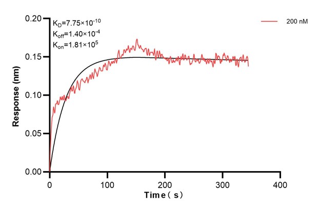 Biolayer interferometry (BLl) kinetic assay of <a class='green' href='/productredirect?CatalogNo=60818-4-Ig' target='_blank'>60818-4-Ig</a> against Human TULP2 was performed. The affinity constant is 0.775 nM.. Affinity and Kinetic Characterization of 60818-4-PBS
