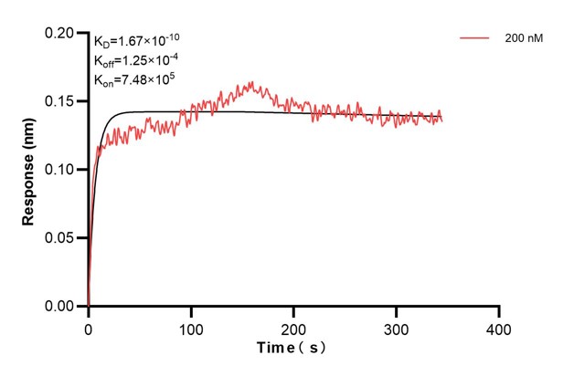 Biolayer interferometry (BLl) kinetic assay of <a class='green' href='/productredirect?CatalogNo=60818-5-Ig' target='_blank'>60818-5-Ig</a> against Human TULP2 was performed. The affinity constant is 0.167 nM... Affinity and Kinetic Characterization of 60818-5-PBS
