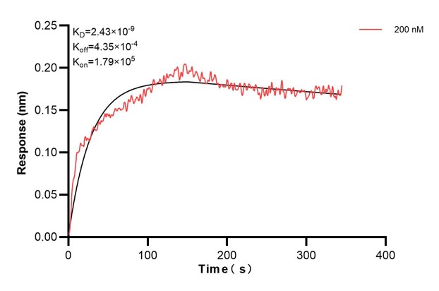 Biolayer interferometry (BLl) kinetic assay of <a class='green' href='/productredirect?CatalogNo=60818-6-Ig' target='_blank'>60818-6-Ig</a> against Human TULP2 was performed. The affinity constant is 2.43 nM... Affinity and Kinetic Characterization of 60818-6-PBS
