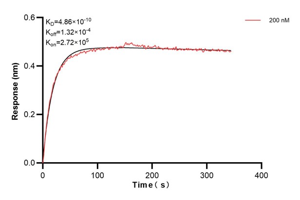 Biolayer interferometry (BLl) kinetic assay of <a class='green' href='/productredirect?CatalogNo=60828-1-Ig' target='_blank'>60828-1-Ig</a> against Human ATP8A1 was performed. The affinity constant is 0.486 nM... Affinity and Kinetic Characterization of 60828-1-PBS