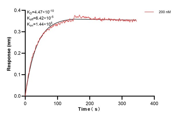 Biolayer interferometry (BLl) kinetic assay of <a class='green' href='/productredirect?CatalogNo=60828-2-Ig' target='_blank'>60828-2-Ig</a> against Human ATP8A1 was performed. The affinity constant is 0.447 nM... Affinity and Kinetic Characterization of 60828-2-PBS