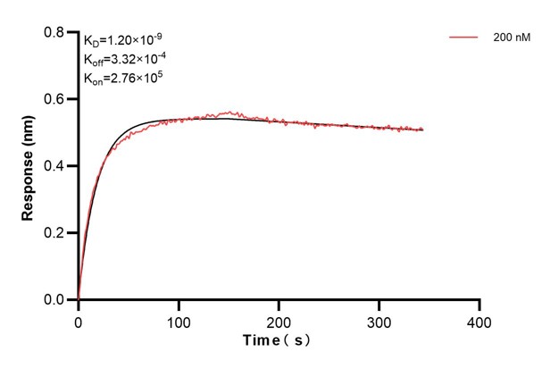 Biolayer interferometry (BLl) kinetic assay of <a class='green' href='/productredirect?CatalogNo=60828-4-Ig' target='_blank'>60828-4-Ig</a> against Human ATP8A1 was performed. The affinity constant is 1.20 nM... Affinity and Kinetic Characterization of 60828-4-PBS