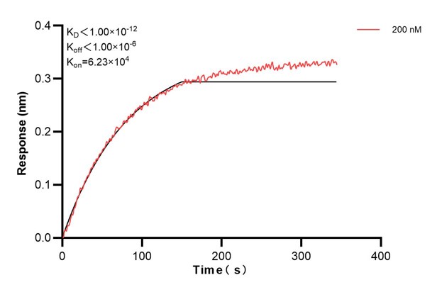 Biolayer interferometry (BLl) kinetic assay of <a class='green' href='/productredirect?CatalogNo=60829-1-Ig' target='_blank'>60829-1-Ig</a> against Human NHE8 was performed. The affinity constant is below 1 pM. Affinity and Kinetic Characterization of 60829-1-PBS