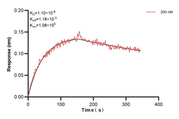 Biolayer interferometry (BLl) kinetic assay of <a class='green' href='/productredirect?CatalogNo=60838-1-Ig' target='_blank'>60838-1-Ig</a> against Human TLR7 was performed. The affinity constant is 11.0 nM. Affinity and Kinetic Characterization of 60838-1-PBS