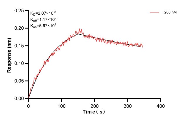 Biolayer interferometry (BLl) kinetic assay of <a class='green' href='/productredirect?CatalogNo=60838-2-Ig' target='_blank'>60838-2-Ig</a> against Human TLR7 was performed. The affinity constant is 20.7 nM. Affinity and Kinetic Characterization of 60838-2-PBS