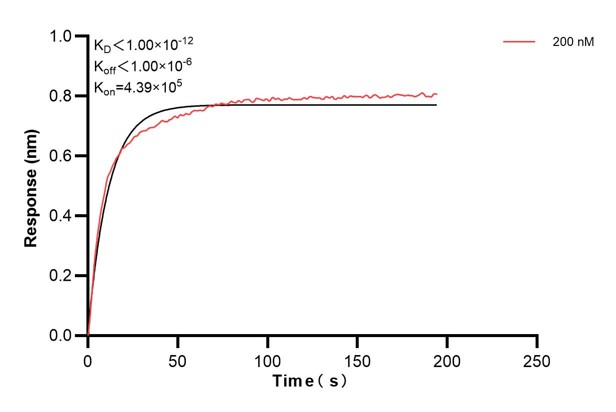 Biolayer interferometry (BLl) kinetic assays of <a class='green' href='/productredirect?CatalogNo=60858-3-Ig' target='_blank'>60858-3-Ig</a> against Human GAS2 were performed. The affinity constant is below 1 pM. Affinity and Kinetic Characterization of 60858-3-PBS