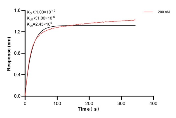 Biolayer interferometry (BLl) kinetic assays of <a class='green' href='/productredirect?CatalogNo=60858-4-Ig' target='_blank'>60858-4-Ig</a> against Human GAS2 were performed. The affinity constant is below 1 pM. Affinity and Kinetic Characterization of 60858-4-PBS