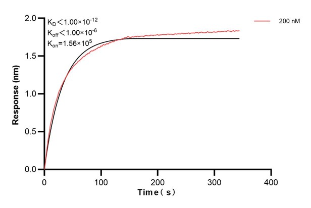 Biolayer interferometry (BLl) kinetic assays of <a class='green' href='/productredirect?CatalogNo=60858-5-Ig' target='_blank'>60858-5-Ig</a> against Human GAS2 were performed. The affinity constant is below 1 pM. Affinity and Kinetic Characterization of 60858-5-PBS