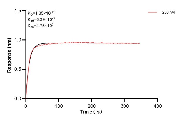 Affinity and Kinetic Characterization of 60874-1-PBS