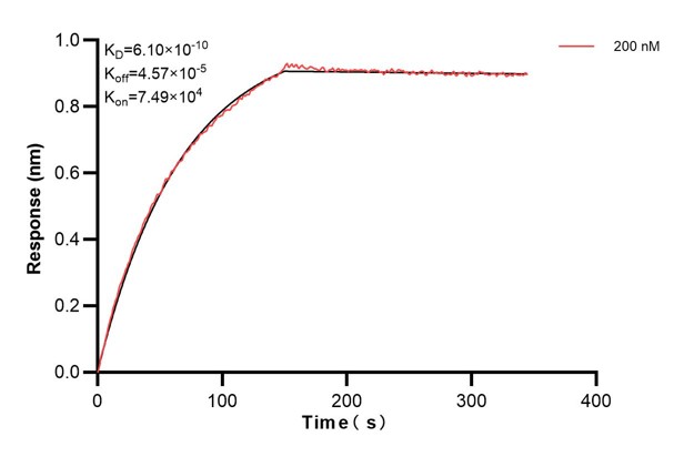 Biolayer interferometry (BLl) kinetic assay of <a class='green' href='/productredirect?CatalogNo=60875-4-Ig' target='_blank'>60875-4-Ig</a> against Human FTH1 was performed. The affinity constant is 0.61 nM. Affinity and Kinetic Characterization of 60875-4-PBS