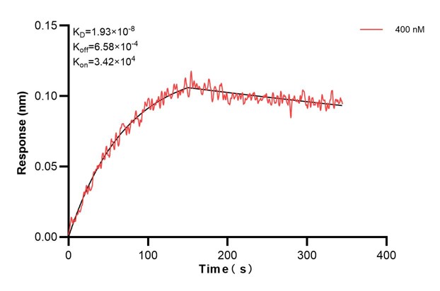 Affinity and Kinetic Characterization of 60885-2-PBS