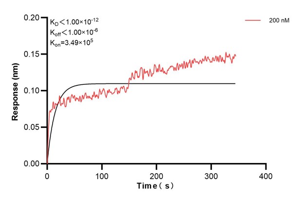 Affinity and Kinetic Characterization of 60906-1-PBS Affinity and Kinetic Characterization of 60906-1-PBS