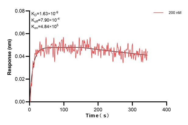 Affinity and Kinetic Characterization of 60906-2-PBS Affinity and Kinetic Characterization of 60906-2-PBS