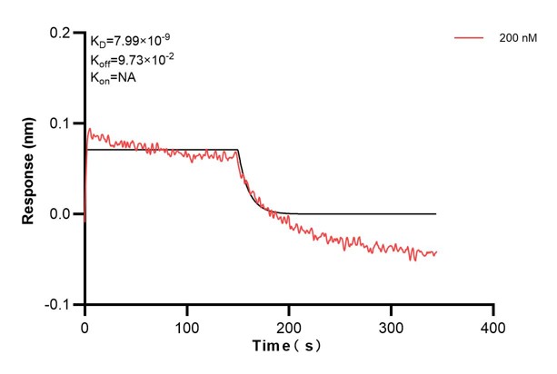 Biolayer interferometry (BLl) kinetic assay of <a class='green' href='/productredirect?CatalogNo=60908-1-Ig' target='_blank'>60908-1-Ig</a> against Human EPHB2 was performed. The affinity constant is 7.99 nM. Affinity and Kinetic Characterization of 60908-1-PBS