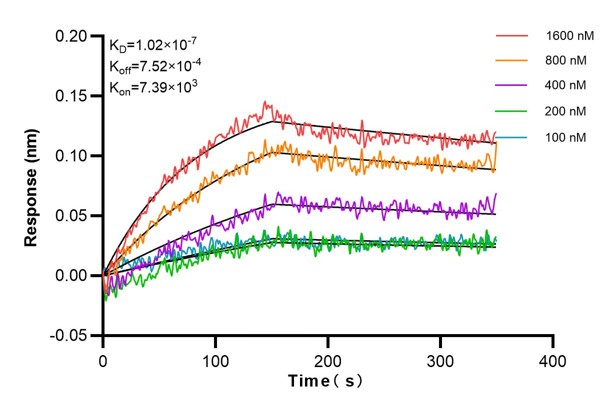 Affinity and Kinetic Characterization of 65276-1-Ig