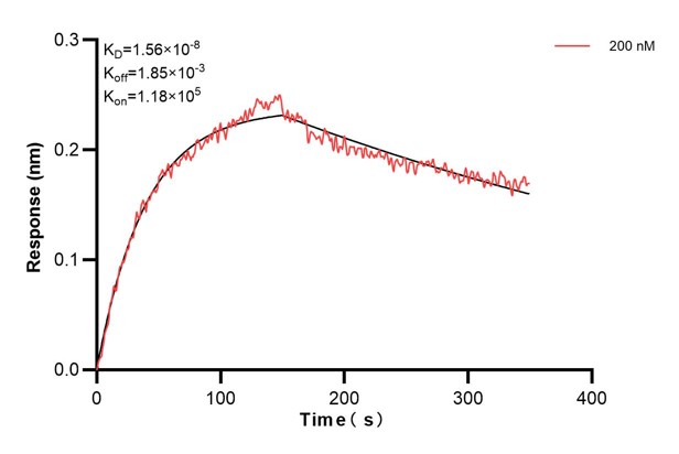 Biolayer interferometry (BLl) kinetic assay of <a class='green' href='/productredirect?CatalogNo=66009-2-Ig' target='_blank'>66009-2-Ig</a> against Human beta actin was performed. The affinity constant is 15.6 nM. Affinity and Kinetic Characterization of 66009-2-PBS