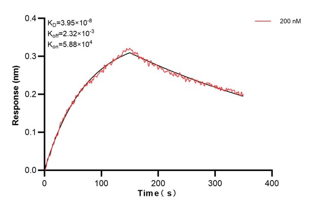 Biolayer interferometry (BLl) kinetic assay of <a class='green' href='/productredirect?CatalogNo=66009-3-Ig' target='_blank'>66009-3-Ig</a> against Human beta actin was performed. The affinity constant is 39.5 nM. Affinity and Kinetic Characterization of 66009-3-PBS