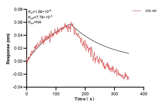 Biolayer interferometry (BLl) kinetic assay of <a class='green' href='/productredirect?CatalogNo=66009-4-Ig' target='_blank'>66009-4-Ig</a> against Human beta actin was performed. The affinity constant is 1.49 nM. Affinity and Kinetic Characterization of 66009-4-PBS