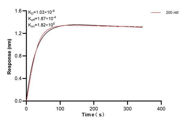 Affinity and Kinetic Characterization of 66013-2-PBS
