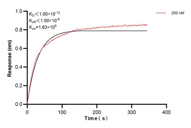 Affinity and Kinetic Characterization of 66026-1-Ig