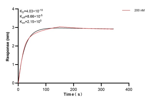 Biolayer interferometry (BLl) kinetic assays of 66040-2-Ig against Human FKBP52 were performed. The affinity constant is 0.403 nM. Affinity and Kinetic Characterization of 66040-2-Ig