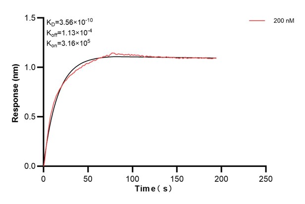 Biolayer interferometry (BLl) kinetic assays of <a class='green' href='/productredirect?CatalogNo=66040-3-Ig' target='_blank'>66040-3-Ig</a> against Human FKBP52 were performed. The affinity constant is 0.356 nM. Affinity and Kinetic Characterization of 66040-3-PBS
