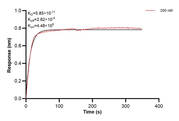 Affinity and Kinetic Characterization of 66050-1-PBS Affinity and Kinetic Characterization of 66050-1-PBS
