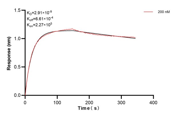 Biolayer interferometry (BLl) kinetic assays of <a class='green' href='/productredirect?CatalogNo=66135-3-Ig' target='_blank'>66135-3-Ig</a> against Human Alpha-1-Antitrypsin were performed. The affinity constant is 2.91 nM. Affinity and Kinetic Characterization of 66135-3-PBS