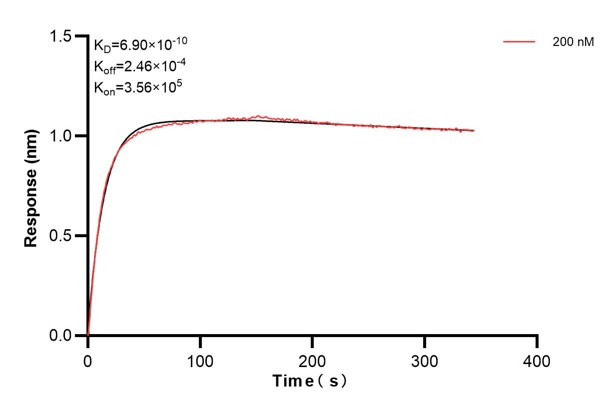 Biolayer interferometry (BLl) kinetic assays of <a class='green' href='/productredirect?CatalogNo=66135-5-Ig' target='_blank'>66135-5-Ig</a> against Human Alpha-1-Antitrypsin were performed. The affinity constant is 0.69 nM. Affinity and Kinetic Characterization of 66135-5-PBS