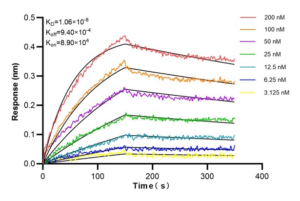 Affinity and Kinetic Characterization of 66197-1-Ig