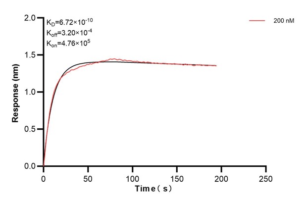 Biolayer interferometry (BLl) kinetic assays of <a class='green' href='/productredirect?CatalogNo=66286-4-Ig' target='_blank'>66286-4-Ig</a> against Human MYL3 were performed. The affinity constant is 0.672 nM. Affinity and Kinetic Characterization of 66286-4-PBS
