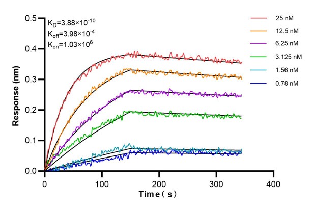 Affinity and Kinetic Characterization of 66412-1-Ig