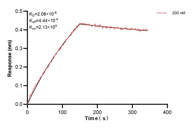 Biolayer interferometry (BLl) kinetic assays of <a class='green' href='/productredirect?CatalogNo=66517-1-Ig' target='_blank'>66517-1-Ig</a> against Human Caspase 2 were performed. The affinity constant is 20.8 nM. Affinity and Kinetic Characterization of 66517-1-PBS
