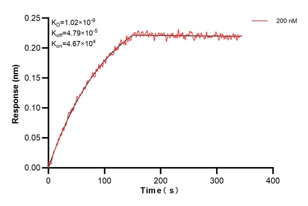 Biolayer interferometry (BLl) kinetic assay of <a class='green' href='/productredirect?CatalogNo=66521-2-Ig' target='_blank'>66521-2-Ig</a> against Human Recoverin was performed. The affinity constant is 1.02 nM.. Affinity and Kinetic Characterization of 66521-2-PBS