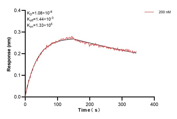 Biolayer interferometry (BLl) kinetic assay of <a class='green' href='/productredirect?CatalogNo=66521-3-Ig' target='_blank'>66521-3-Ig</a> against Human Recoverin was performed. The affinity constant is 10.8 nM... Affinity and Kinetic Characterization of 66521-3-PBS