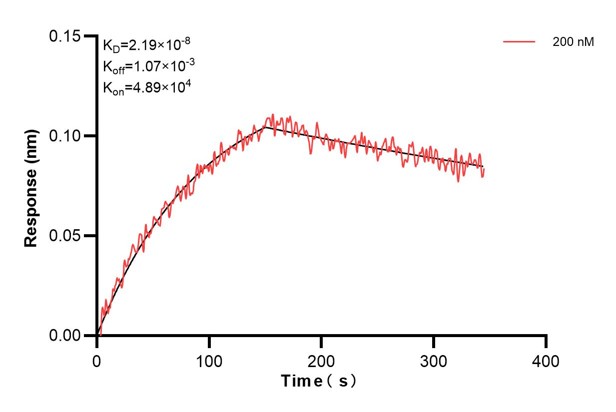 Biolayer interferometry (BLl) kinetic assay of <a class='green' href='/productredirect?CatalogNo=66521-4-Ig' target='_blank'>66521-4-Ig</a> against Human Recoverin was performed. The affinity constant is 21.9 nM... Affinity and Kinetic Characterization of 66521-4-PBS